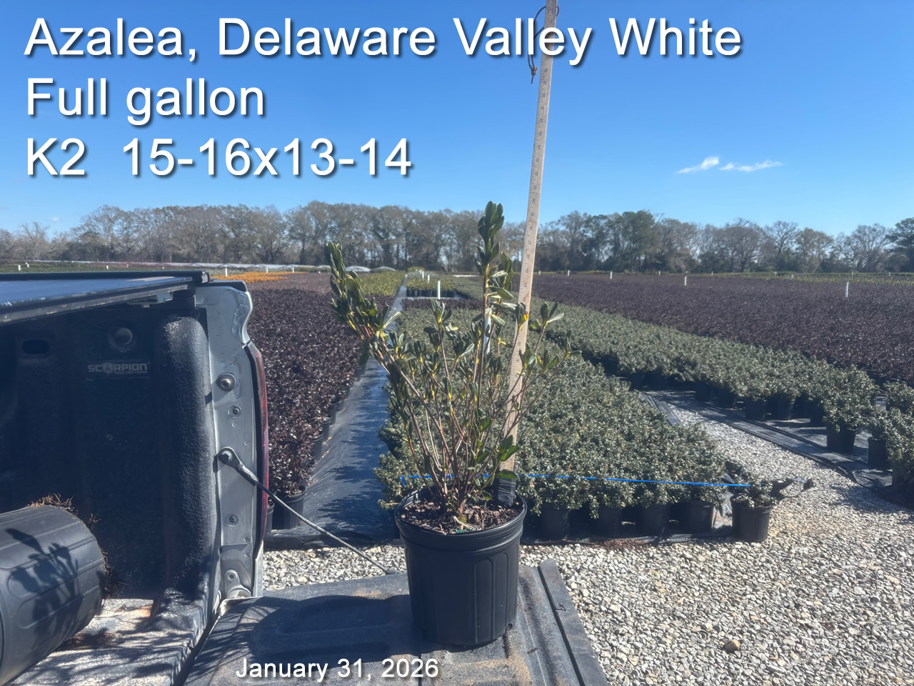 gallery/dvw2yf k2 jan31.jpg